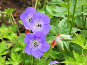 Geranium